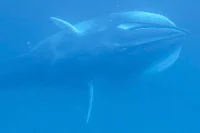 Dr. Mark Erdmann Captures First Omura Whale Feeding Footage