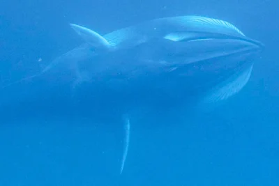 Dr. Mark Erdmann Captures First Omura Whale Feeding Footage