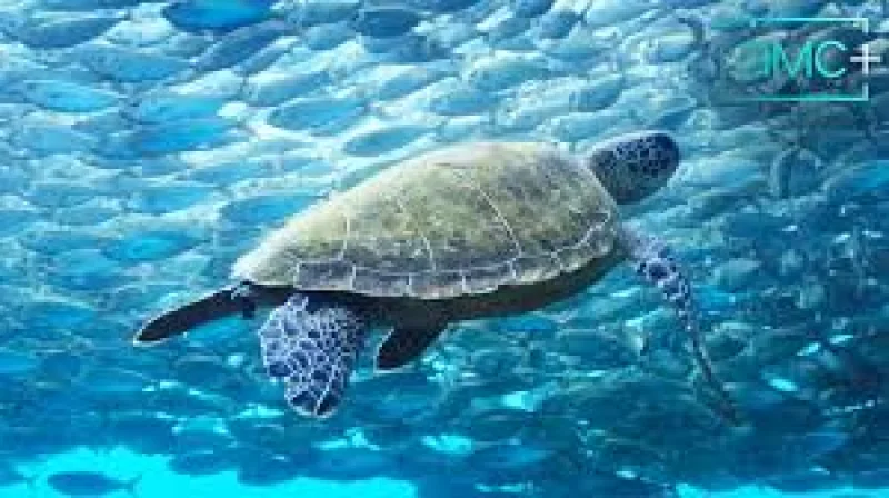 Sir David Attenborough guides Blue Planet 3 to January 23 debut