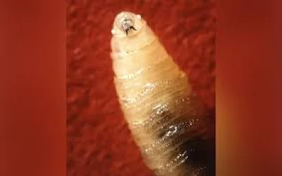 USDA Confirms First Screw Worm Wildlife Case in Pecos County