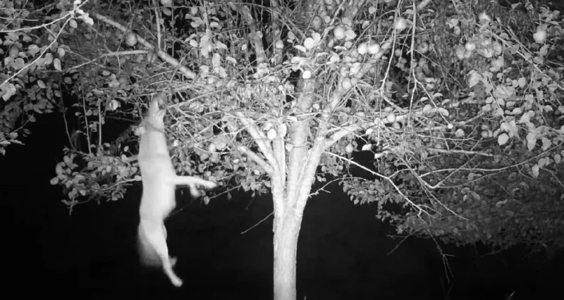 Tom Miranda Shares Viral Coyote Pear Tree Video of Second Leap