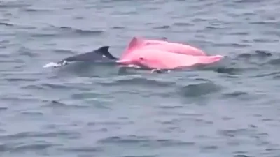 Oman’s Pink Dolphins Sighted Near Muscat Coast in October