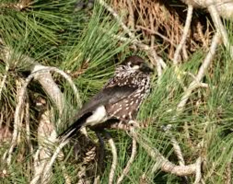 Chris Stone joins 150 in Mundesley for Nutcracker Bird