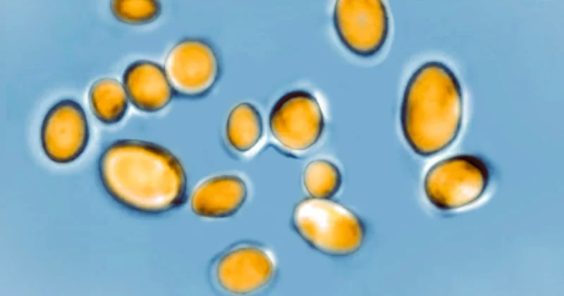 CDC Reports 50,800 Drug Resistance Deaths in the United States