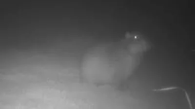 Marwell Zoo tracks Samba Capybara after six months on the run