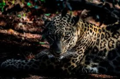 Beekse Bergen Zookeeper dies after leopard attack