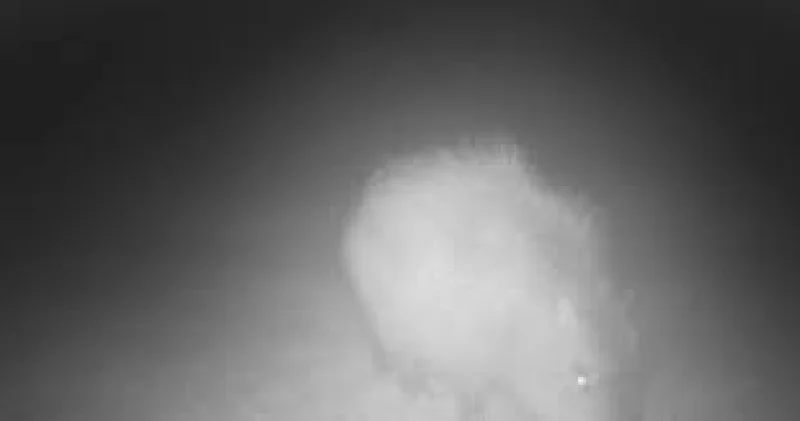 Marwell Zoo Capybara Sighting Camera Captures Samba in New Images