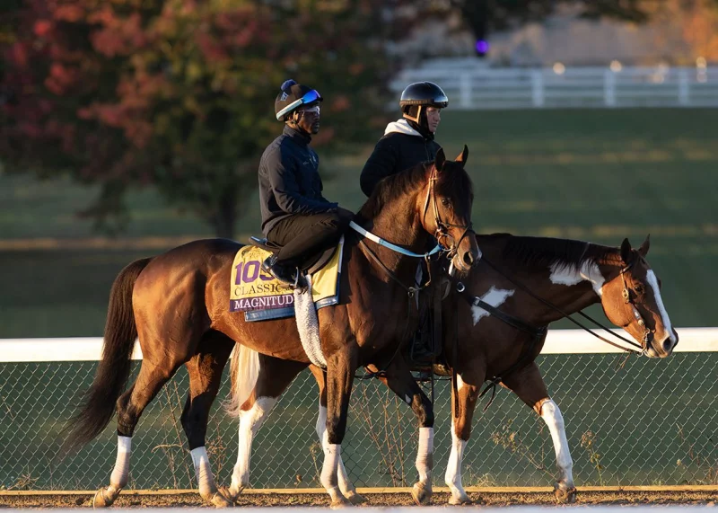 Magnitude scratched from the GI Longines Breeders' Cup Classic as Aidan O'brien Breeders' Cup Scratchings news confirms retirement to stud