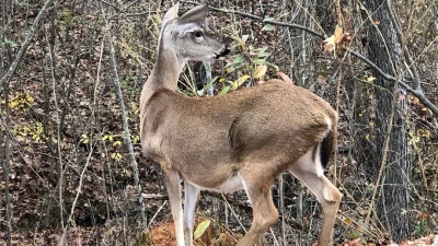 $60,000 penalty for illegal Deer Hunting in Fayette County