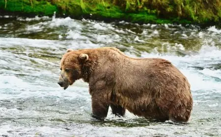 Fat Bear Week Voting 2025: Meet the Bears, Brackets, and How to Cast Your Vote