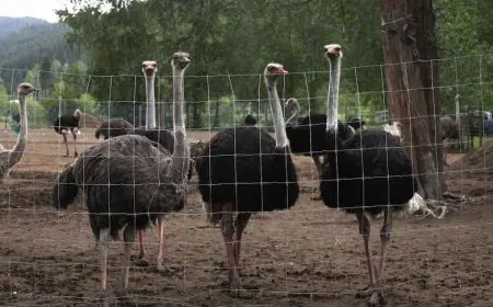 BC Ostrich Farm Battle: CFIA Cull Orders, Legal Fights, and the Future of Universal Ostrich Farm in Canada