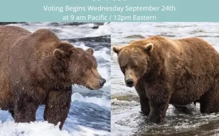 Fat Bear Week Voting 2025: Meet the Bears Battling for the Crown at Katmai National Park