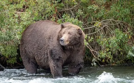 Fat Bear Week Voting 2025: How to Cast Your Vote, Meet the Bears, and Follow the Competition from Anywhere