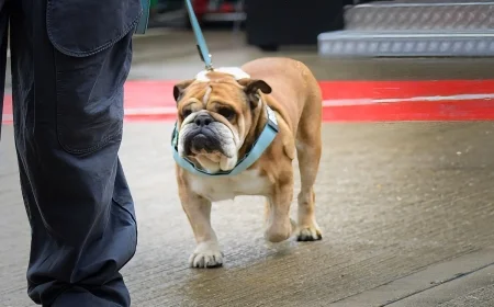 Lewis Hamilton Honors Late Dog Roscoe with Heartfelt Tribute After Passing