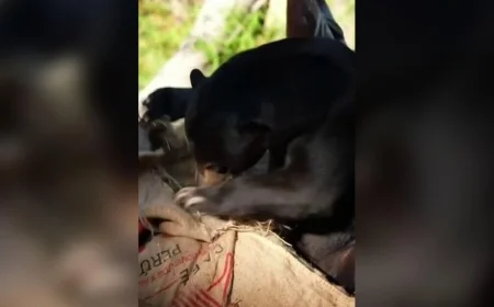 California Zoo Celebrates Sun Bear Birthday Bash in Spectacular Style