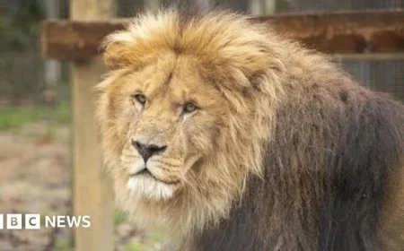 Struggling Paignton Zoo Hits the Market as Owner Seeks Buyer