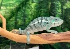 Madagascar’s Struggle to Save Its Lemurs and Chameleons: How Poverty and Climate Change Are Pushing Wildlife to the Edge