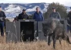 Trump Administration Mandates Colorado Wolves Source from U.S. Rockies, Not Canada
