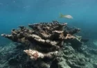 Florida Corals Declared ‘Functionally Extinct’ Amid Record Ocean Temperatures