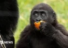 Gorilla Venus Delights in Halloween Pumpkin Fun