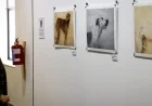Greyhounds in South Africa Find New Purpose Through Art Initiative