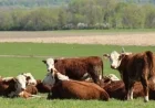 Rising Beef Prices: Politicians Clash Over Cattle Production Issues