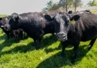 Iowa Farmers Lose Soybean Buyer, Face New Beef Import Challenges