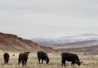 Trump’s Argentine Beef Policy Sparks Concern and Panic