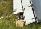 Lab Monkeys Flee After Truck Overturns Near Heidelberg, Mississippi