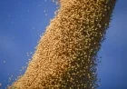 China Purchases U.S. Soybeans Ahead of Critical Trump-Xi Meeting