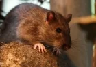 Orkin Ranks Minneapolis Among Top 10 Rattiest U.S. Cities