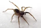 Rare Wolf Spider Found on Isle of Wight After 40 Years