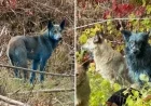Blue Dogs at Chernobyl: Mystery Solved