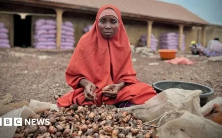 Nigeria’s Shea Industry Suffers as Export Ban Impacts Thousands of Women