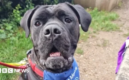 RSPCA Encourages South East Residents to Adopt Gentle Giant Dogs