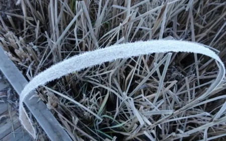 North Bay Faces Frost Advisory Warning