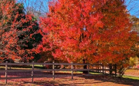 Explore Southern New England’s Serene Foliage and Quaint Towns