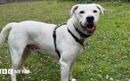 RSPCA Appeals Over South West’s Large Dog Care Crisis