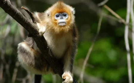 Dedicated Conservationist Boosts Rare Monkey Population to Nearly 2,000