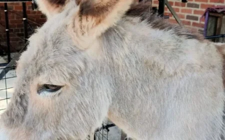 Heaton Park Mourns Beloved Donkey as Tributes Flood In