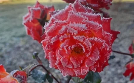 Thursday Dawn’s Frost Expected with Season’s Coldest Start