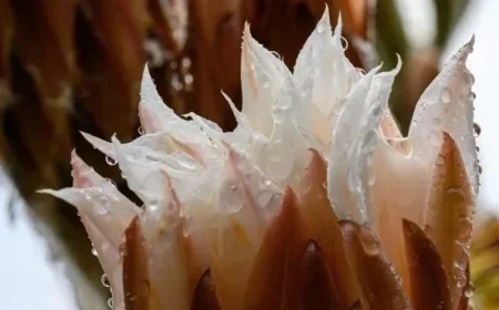 Morning Downpours Mark the New Year’s Beginning