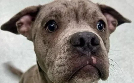 Court Declares Max a Banned Breed, Orders Destruction in Two Months