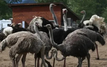 Ostriche Issue Becomes Political at Canada-U.S. Border