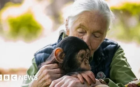 Jane Goodall Shares Her Journey Into Animal Fascination with BBC