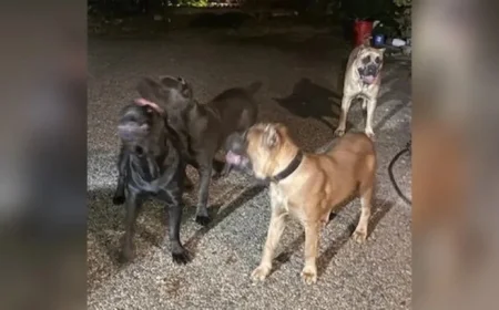 Tyrese Gibson’s Dogs Attack and Kill Neighbor’s Pet, Police Report