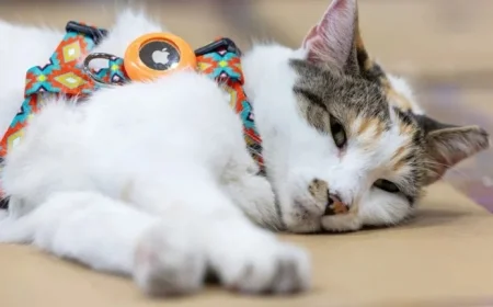 Lost Hitchhiker Cat Reunites with Virginia Store from North Carolina Facility