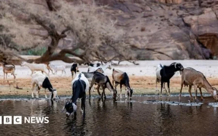 Chad Severs Ties with Wildlife Charity Associated with Prince Harry