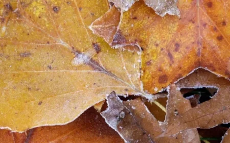 Frost Advisory Announced for GTA Regions