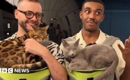Charity Calls on TfL to Remove Cat Travel Video from London Underground